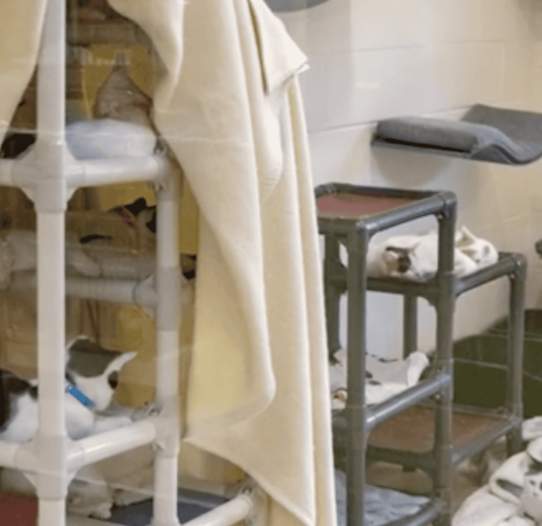 Several cats in one of Michican's shelters.