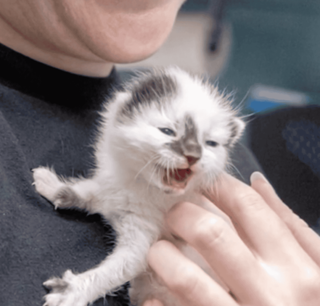 Kitten being held.