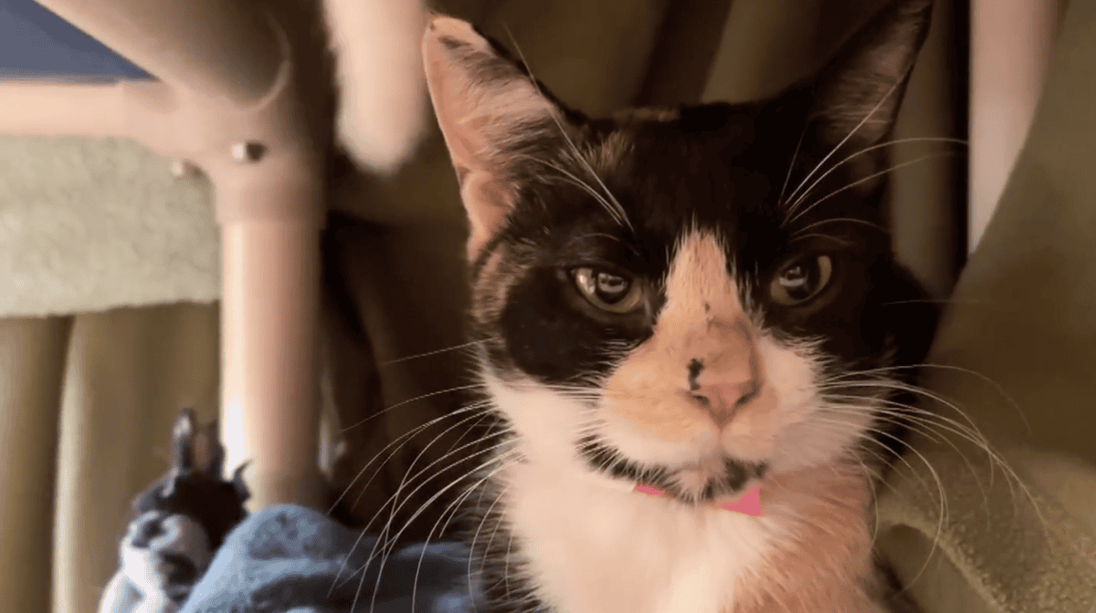 Black and white cat.
