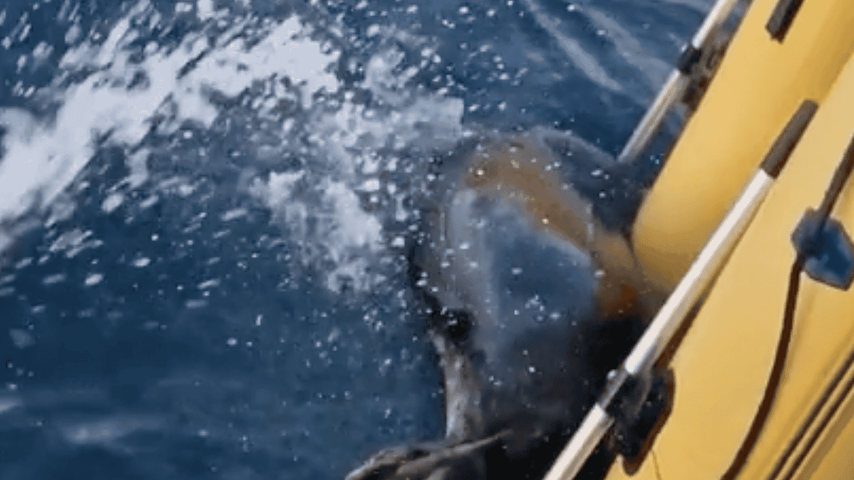 Maximus the Seal. Image by SkyNews via YouTube.