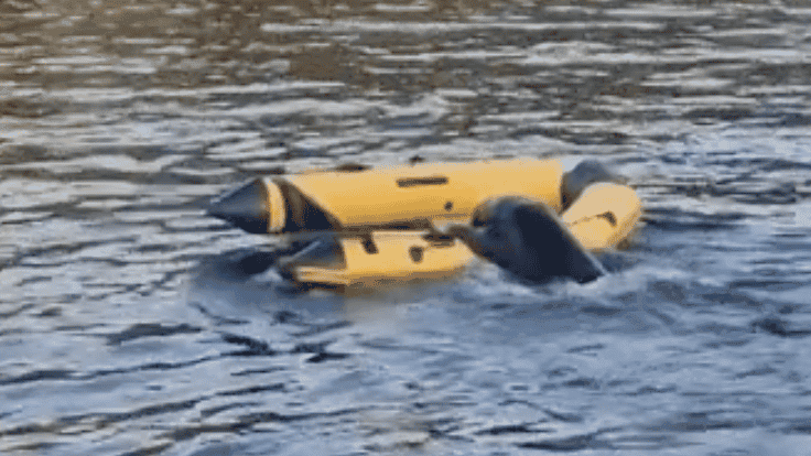 Maximus the Seal. Image by SkyNews via YouTube.