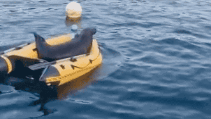 Maximus the Seal. Image by SkyNews via YouTube.