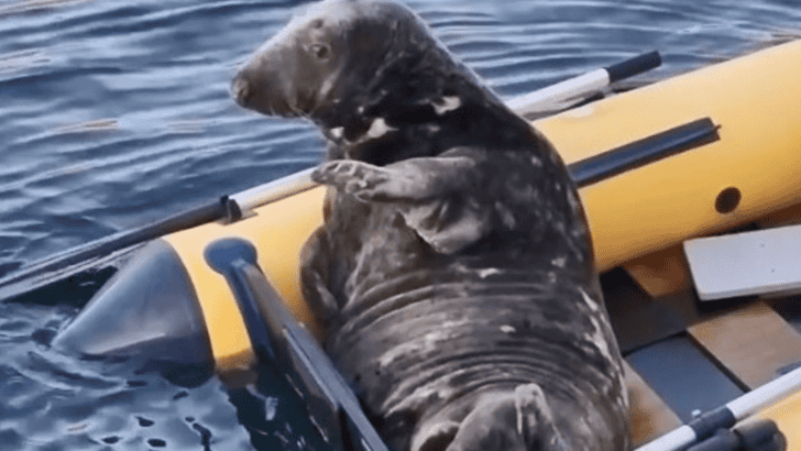 Maximus the Seal: A Daily Visitor and Sunbather on a Pembrokeshire Dinghy