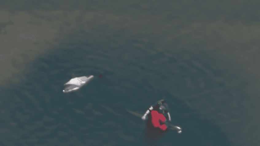 dolphin stranding