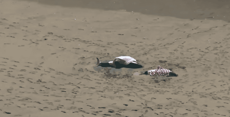 dolphin stranding