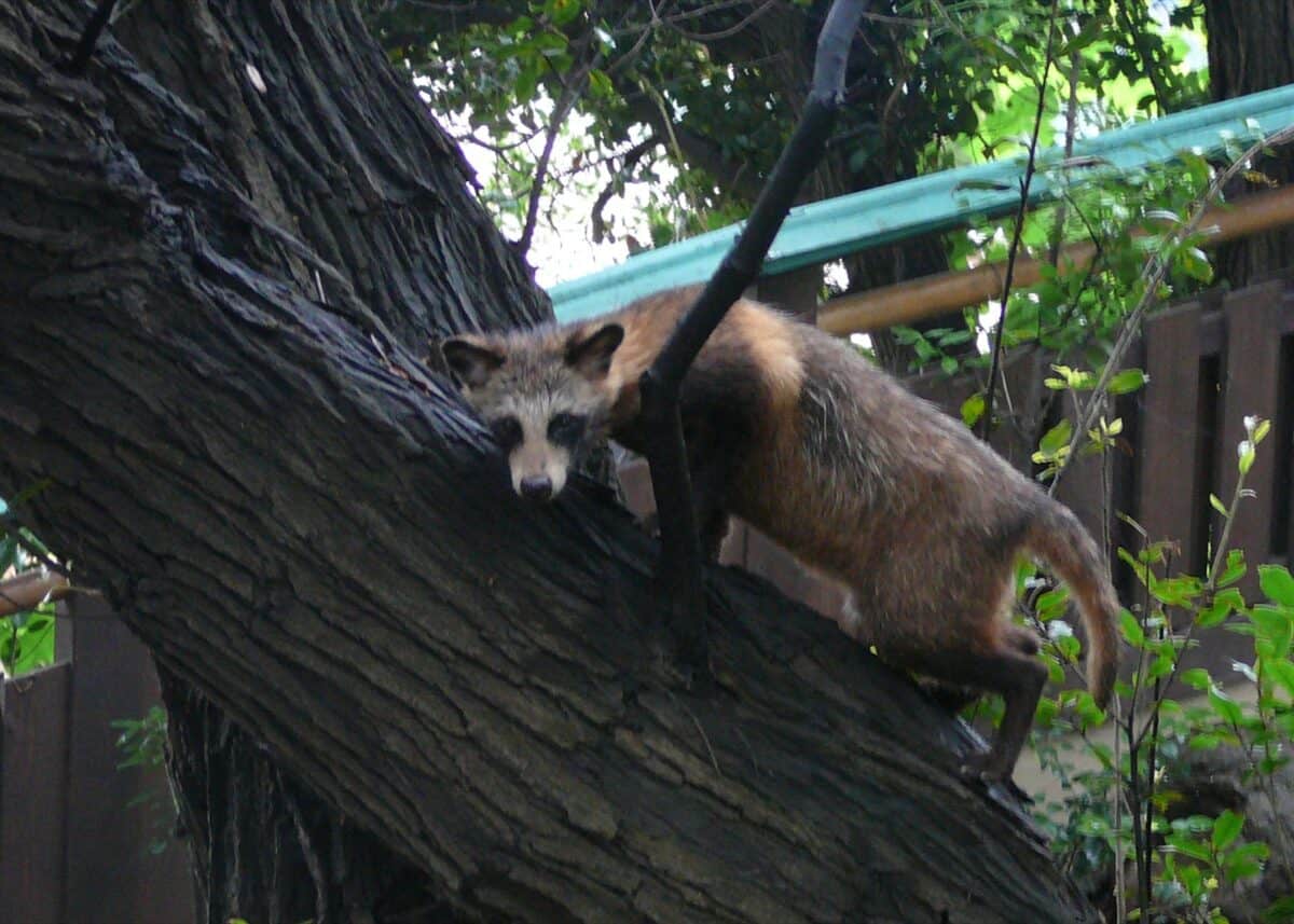 Tanuki climbing a tree.