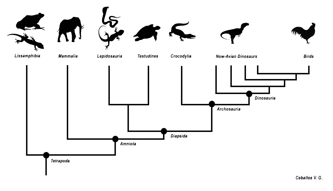 How tetrapods evolved into the animals we know today.