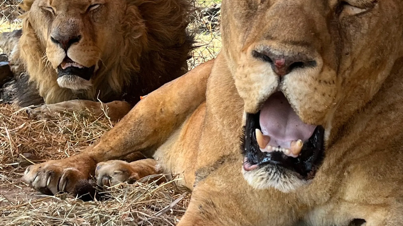 Recent Wildfires, Illegal Wildlife Trade, and Neglect Lead to the Heartbreaking Loss of Three Lions in the Western Cape