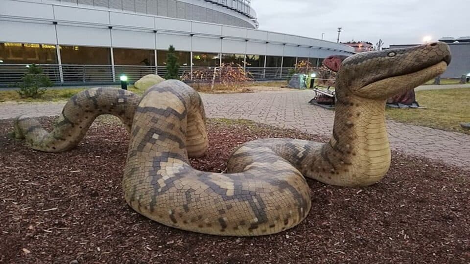 The Largest Snake Ever Recorded Was Found in Florida Swampland