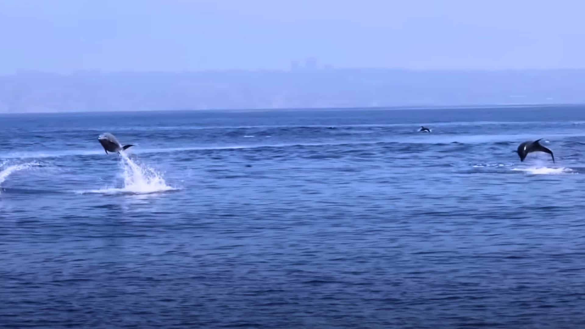 dolphins leaping in the air