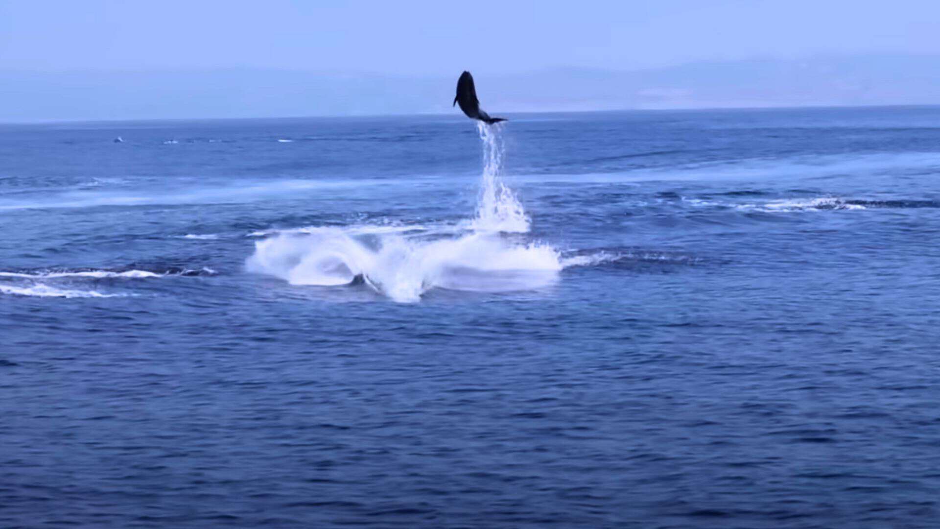 dolphins leaping in the air