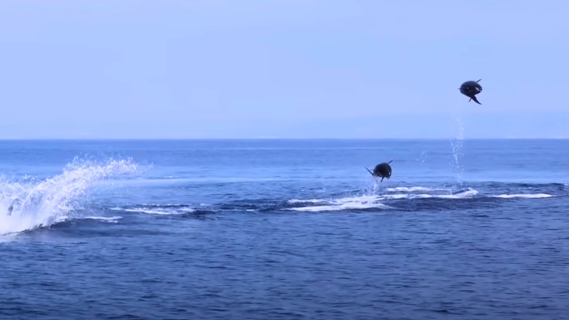 dolphins leaping in the air