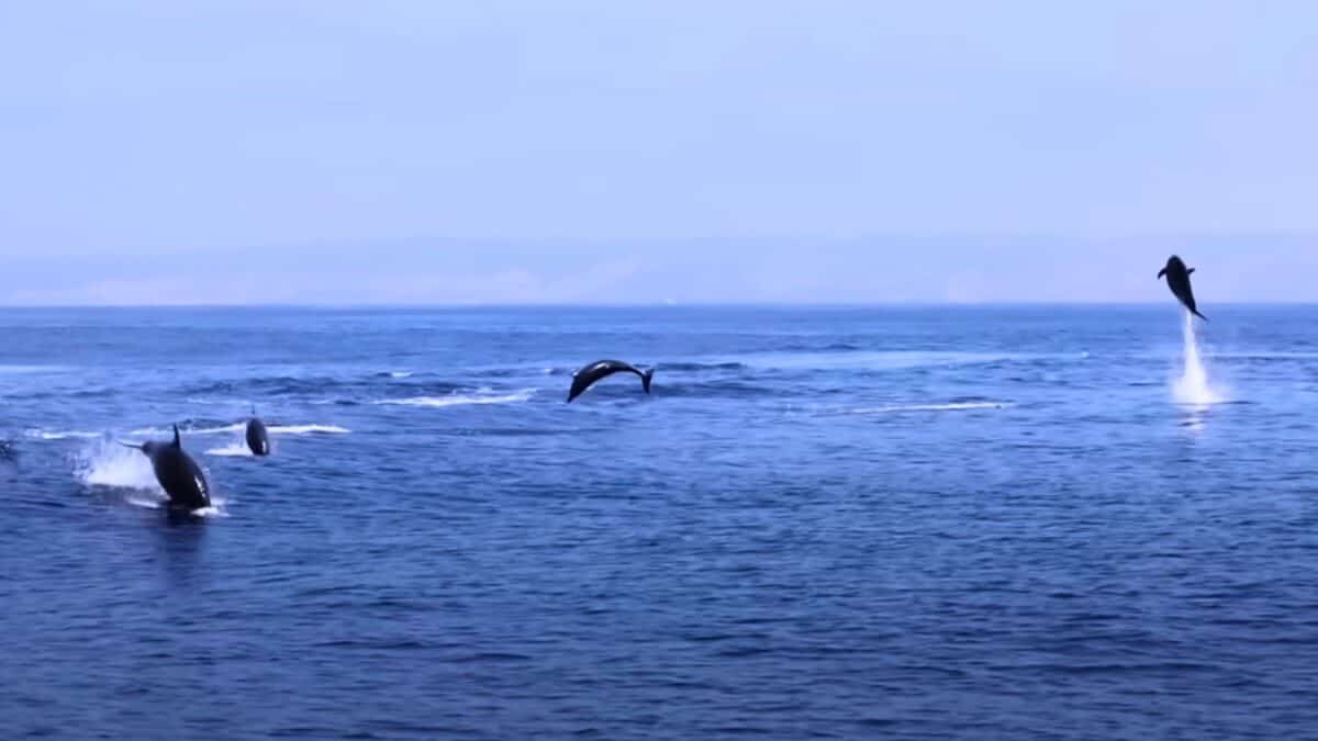 dolphins leaping in the air
