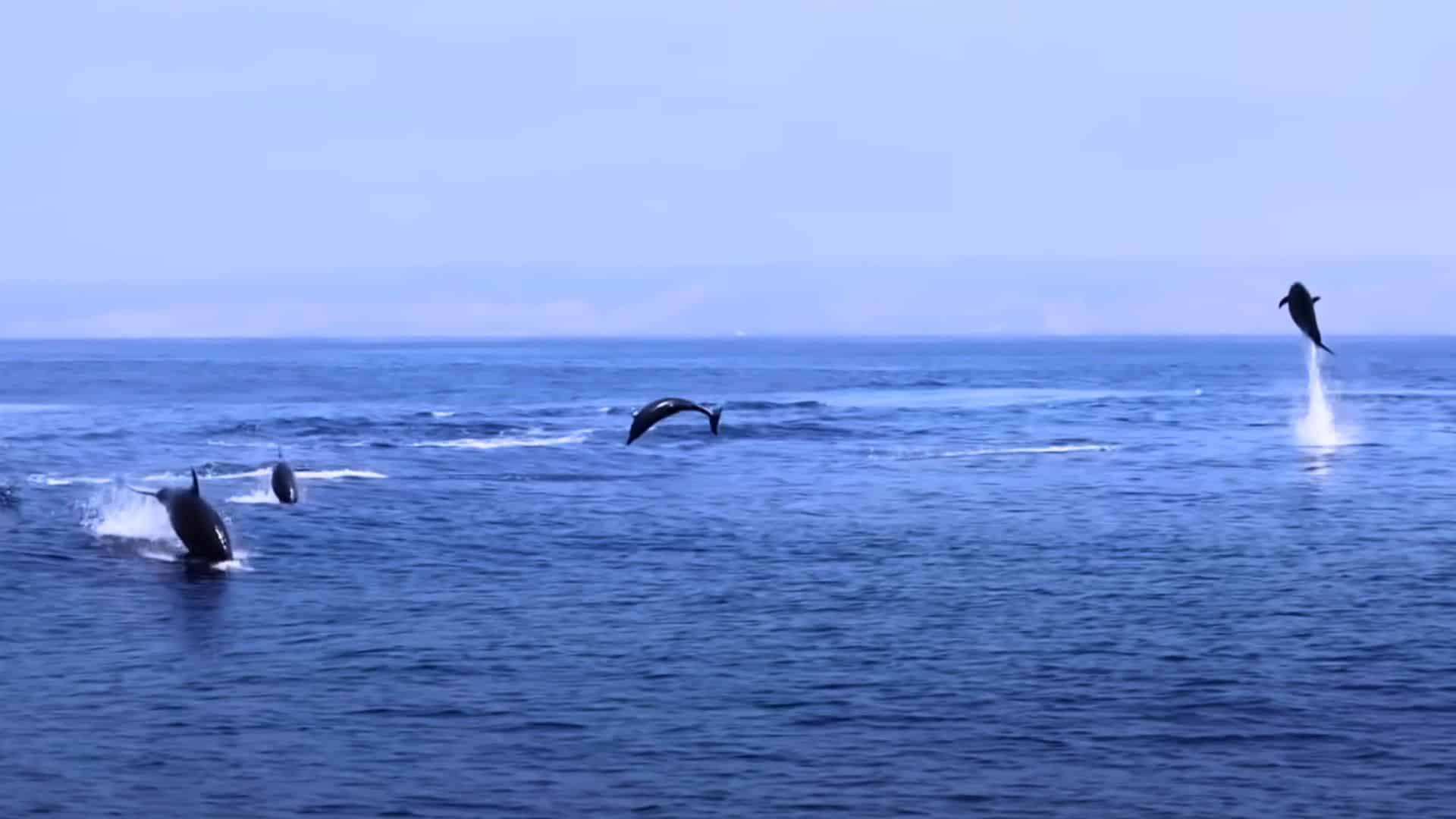 dolphins leaping in the air