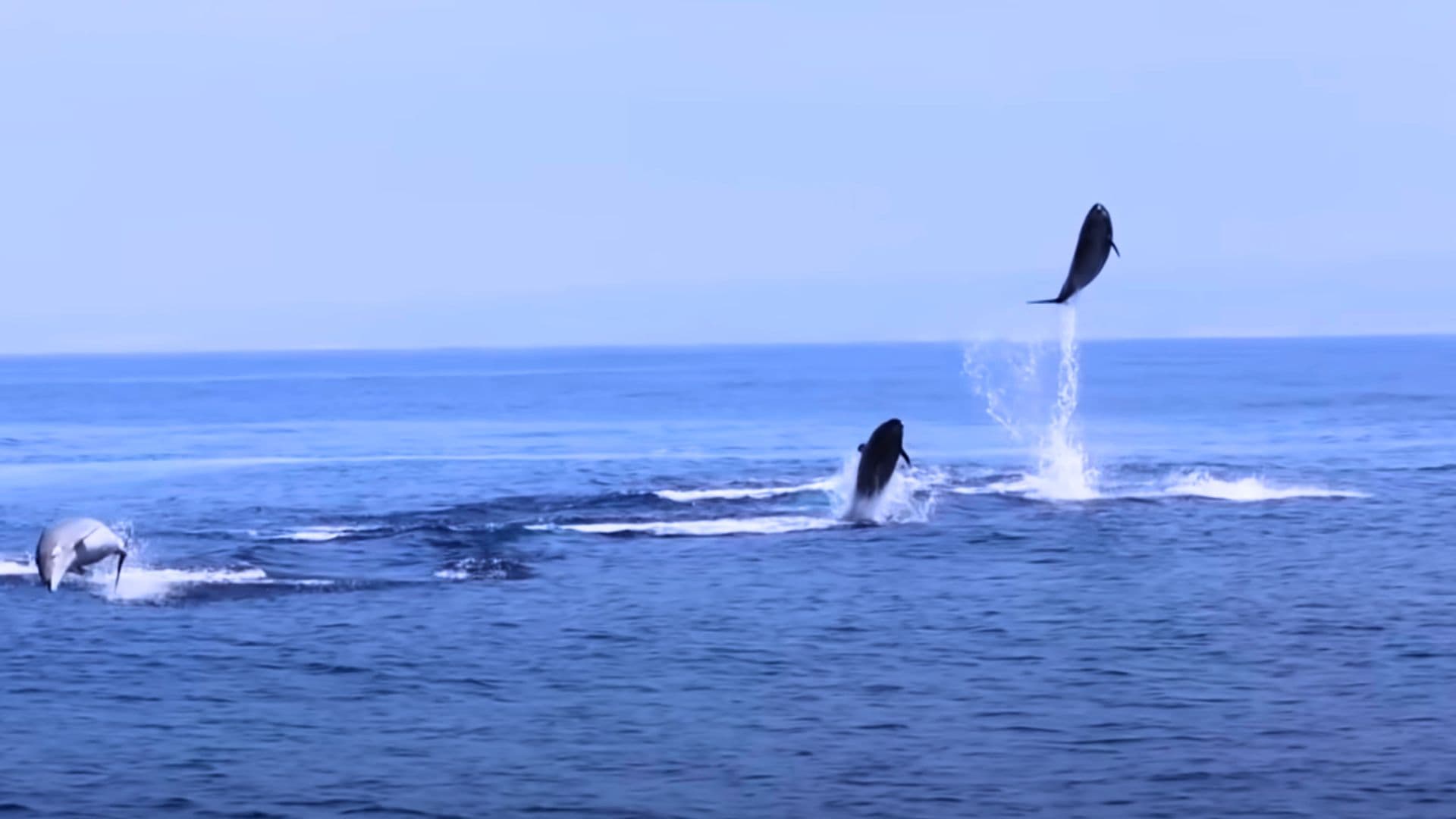 dolphins leaping in the air