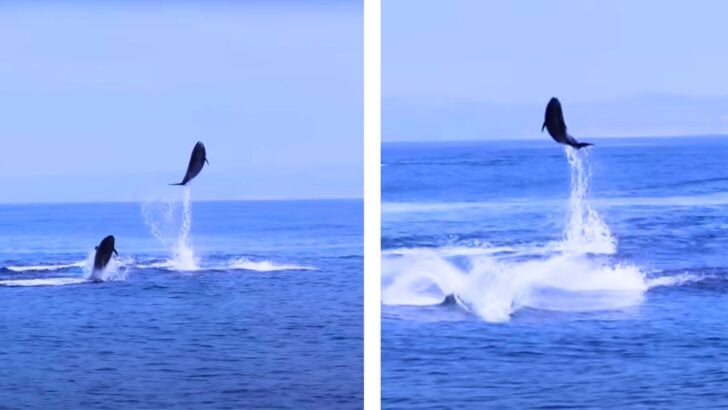 San Diego Whale Watchers Capturing Breathtaking Sight of Dolphins Leaping 20 Feet in the Air Goes Viral