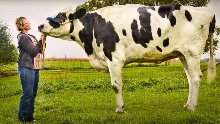 The Tallest Cow to Ever Have Lived Came From Illinois and was Called Blosom