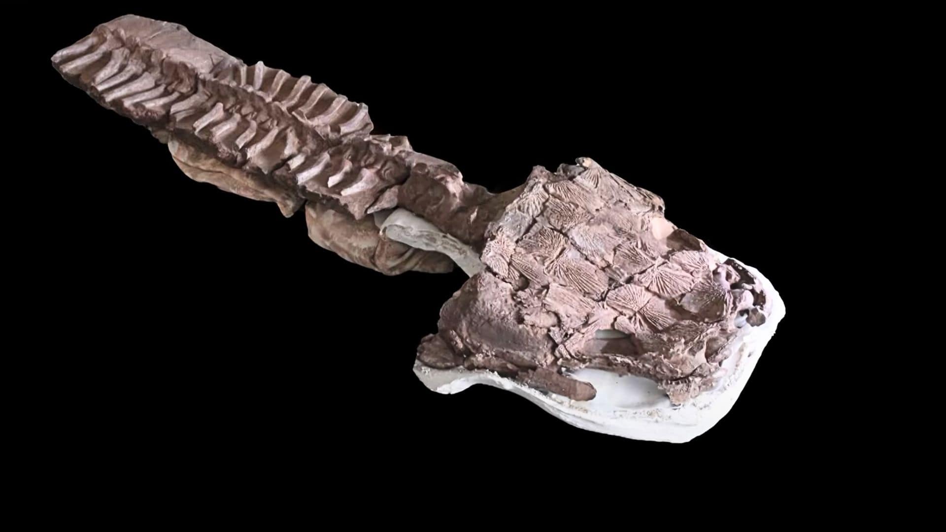 The Gaiasia jennyae fossil.