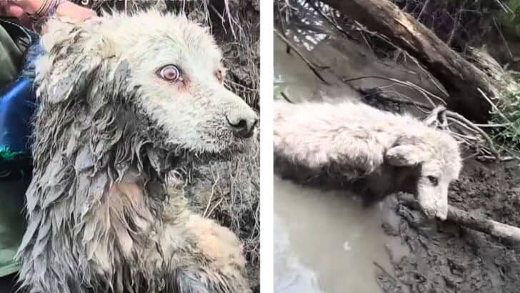 YouTuber From New Zealand Crowned as Hero When He Rescues 14-Year-Old Dog While Canoeing in Manitoba River