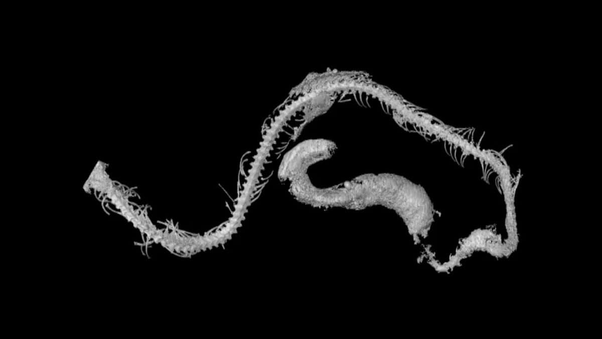 baby snake fossil
