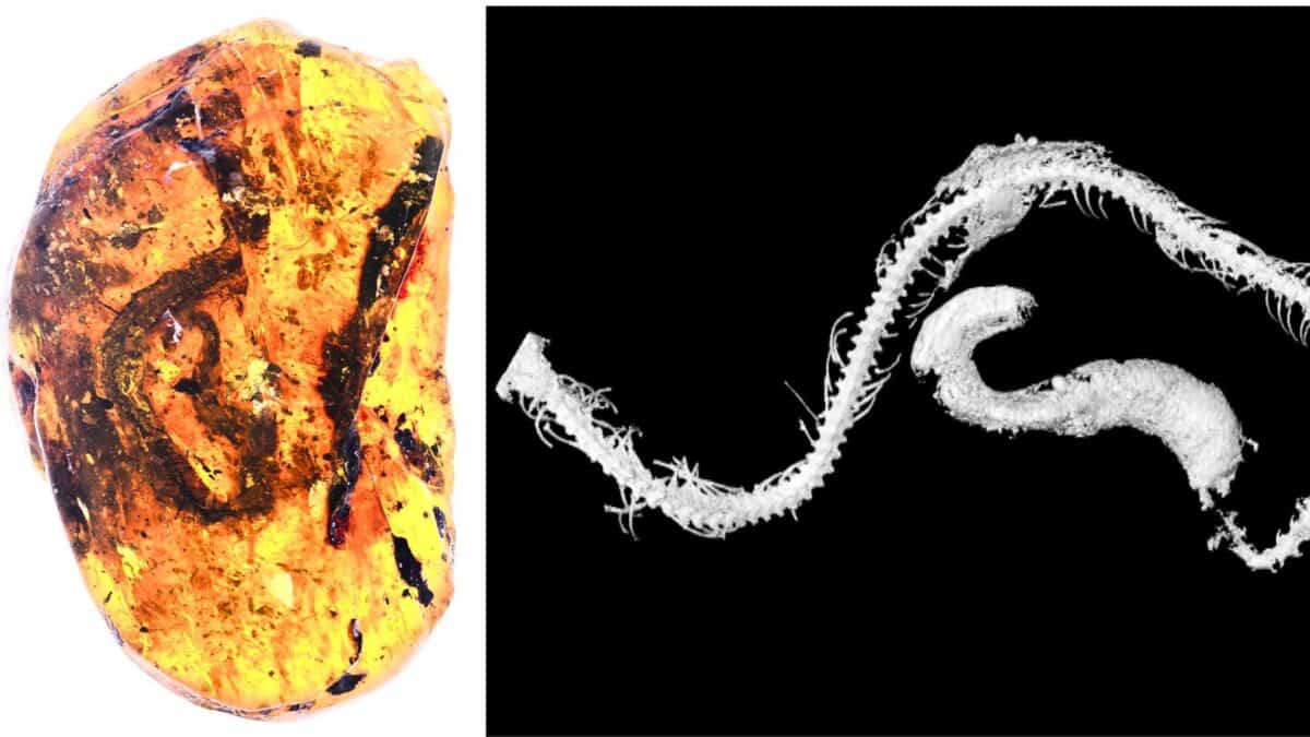 baby snake fossil