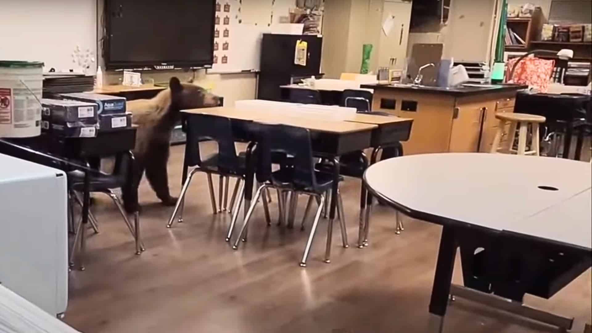 The tables are a pretty good illustration of the size of the bear (and remember that it's on all fours only).