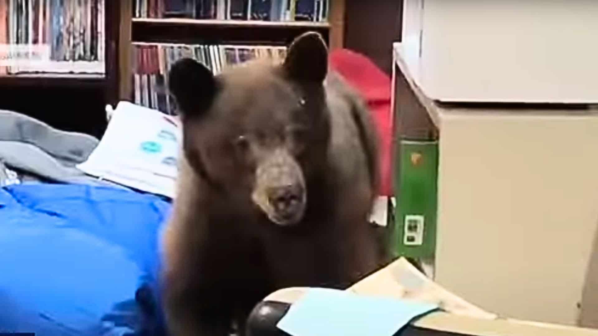 bear in classroom