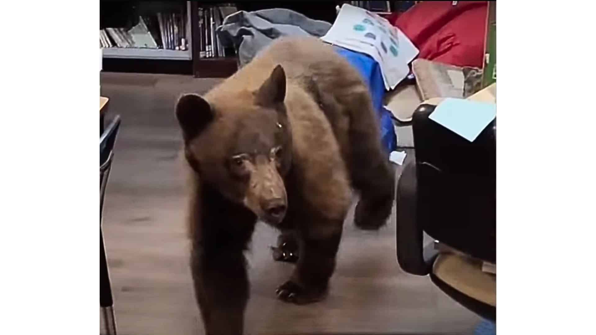 Sniffing around the classroom hoping to get its paws on some food
