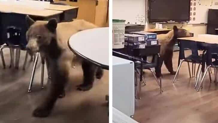 California Teacher Called ‘Salmon’ Discovers Bear in Classroom on First Day of School