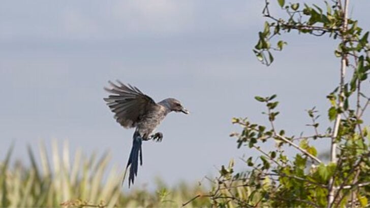 10 Most Endangered Birds in the U.S. and Where to Find Them