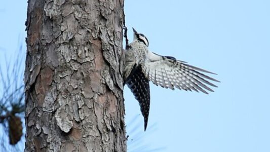 15 Rare Birds Native Only to North America