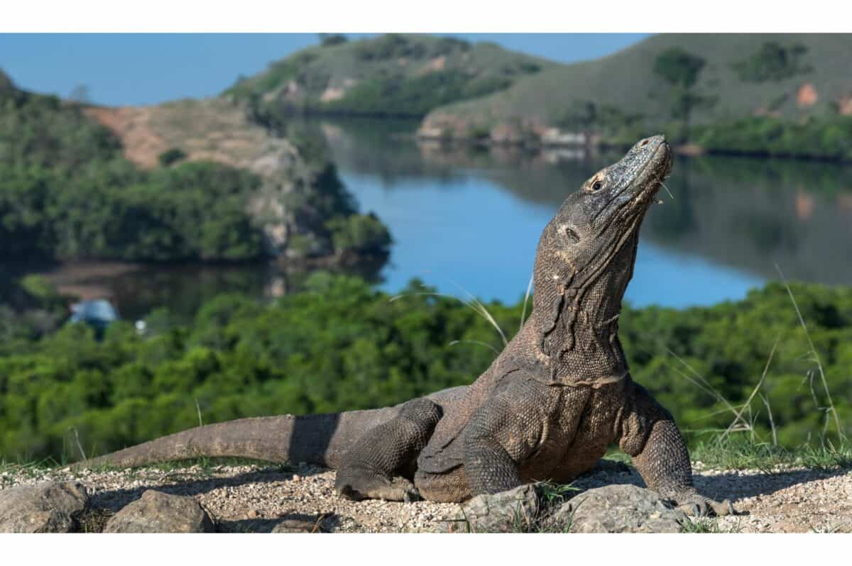 komodo dragon