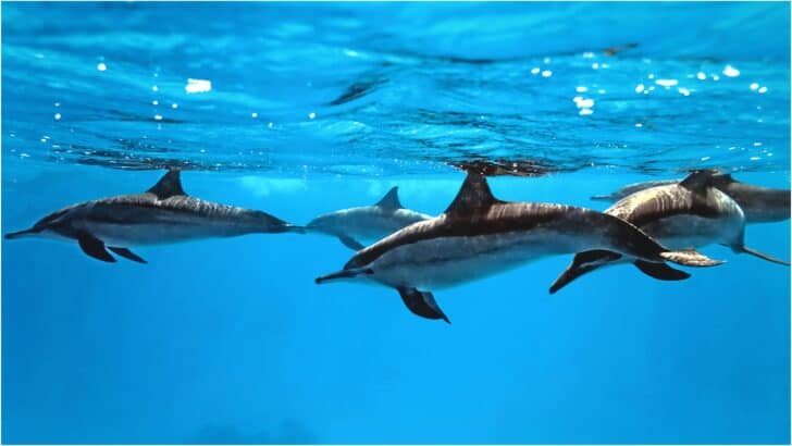Unlock the Deep Spiritual Wisdom of Dolphins