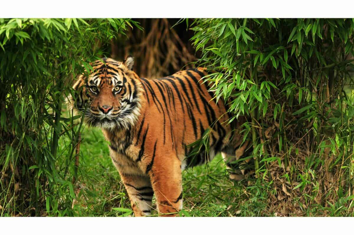 tiger
