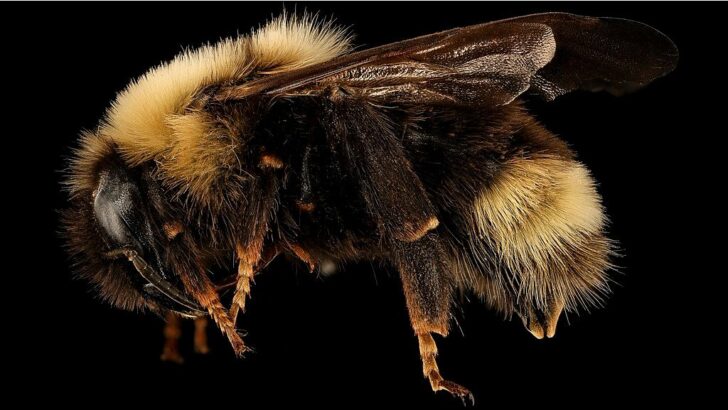 The Rusty Patched Bumblebee: Why They’re Critical to Our Health and Happiness