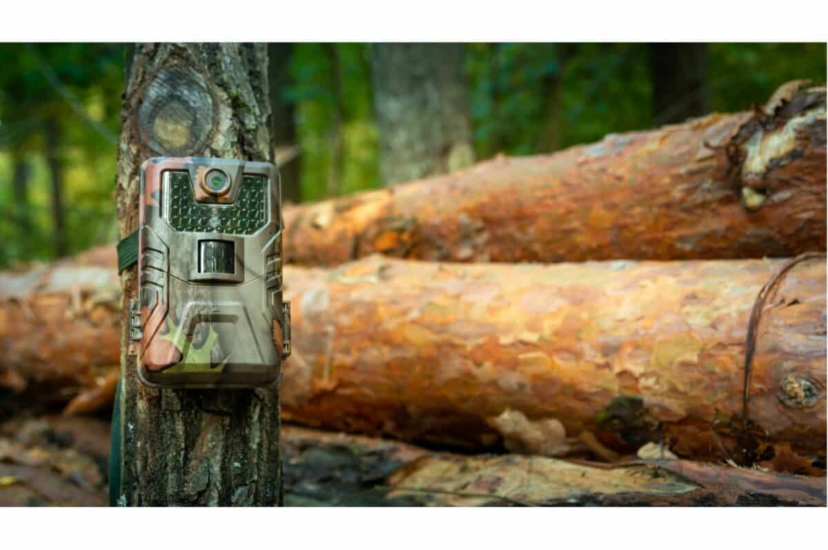 camera trap