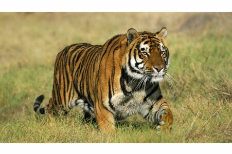 Louisiana Governor wants to bring back LSU&rsquo;s Live Tiger Football Game Tradition