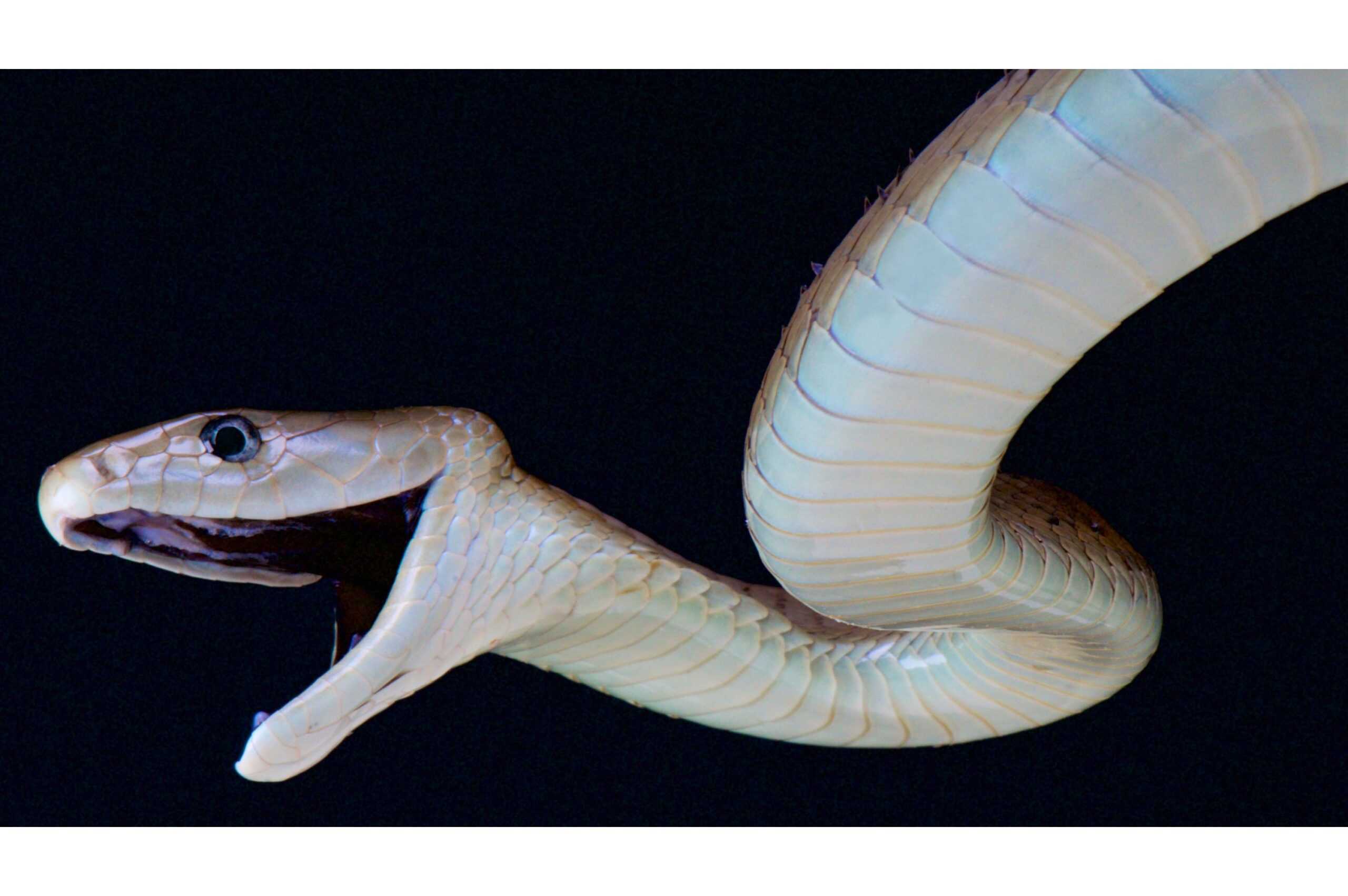 black mamba