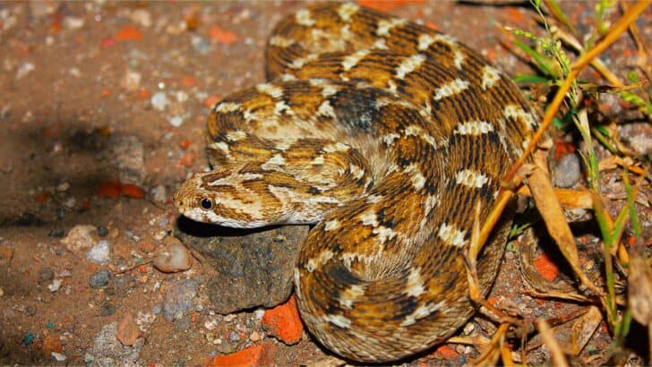 The Truth About Animal Camouflage in Modern Environments
