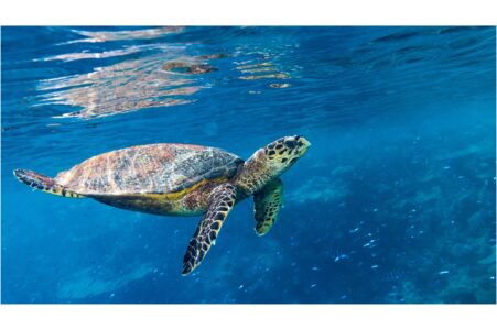 The Largest Sea Turtle Ever Rescued Off North Carolina