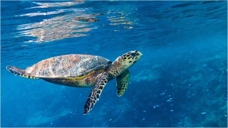 The Largest Sea Turtle Ever Rescued Off North Carolina