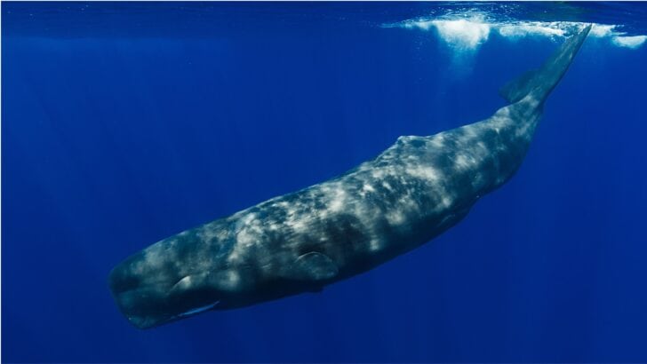 The Deepest-Diving Mammal in the World and How It Holds Its Breath for Hours