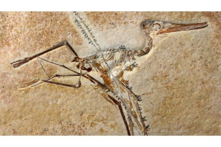 Fossils in Your Backyard? Where Dinosaurs Roamed in the USA