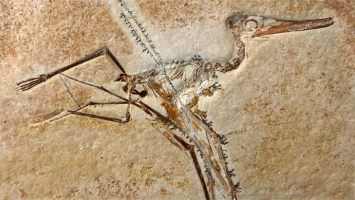 Fossils in Your Backyard? Where Dinosaurs Roamed in the USA