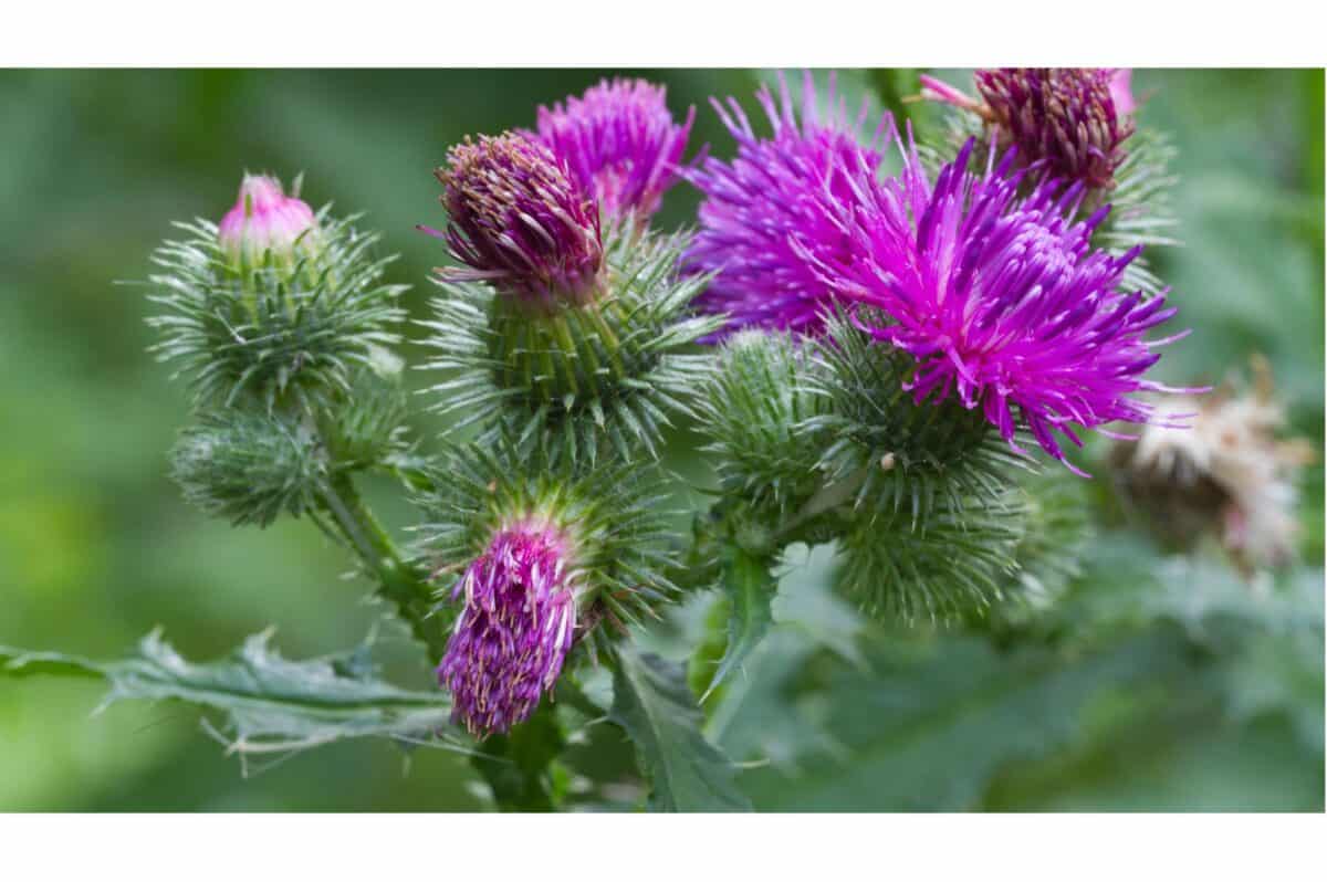 thistle