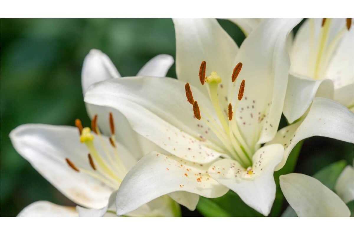 lilly