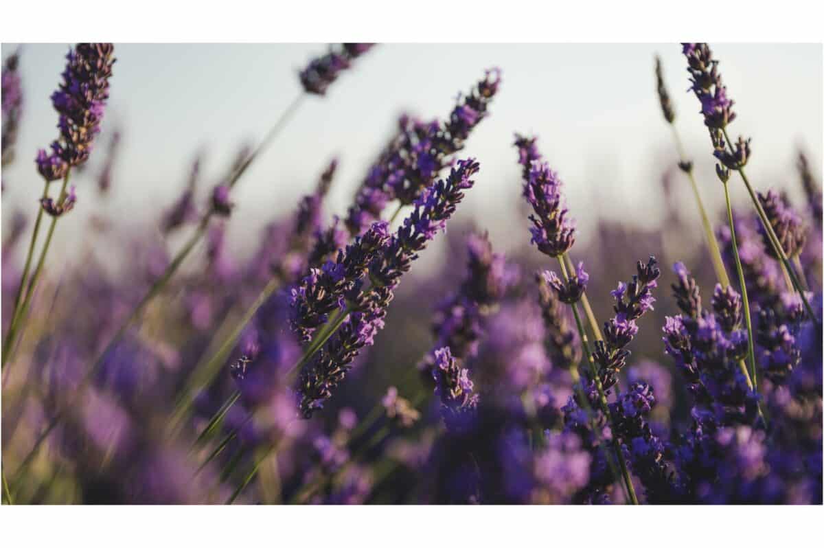 lavender