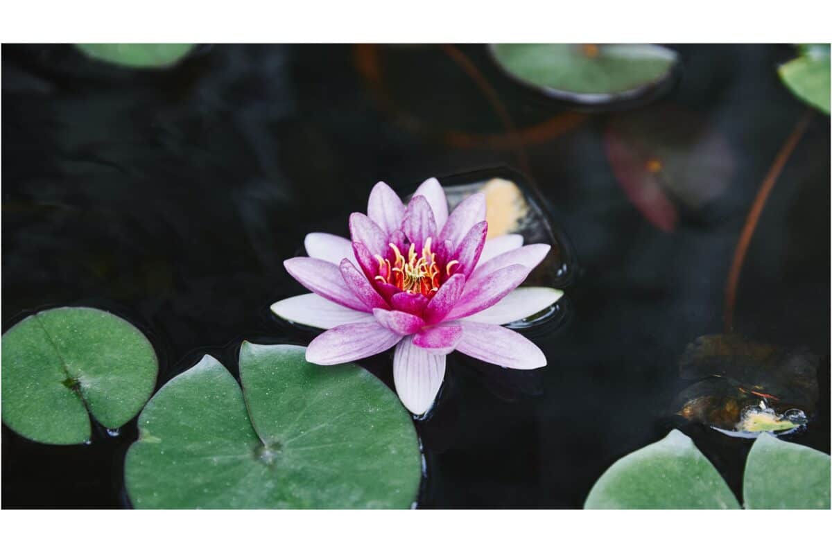 lotus