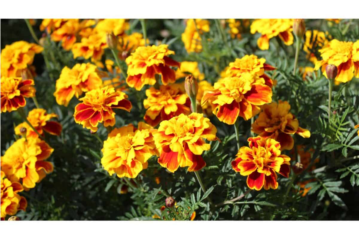 marigold