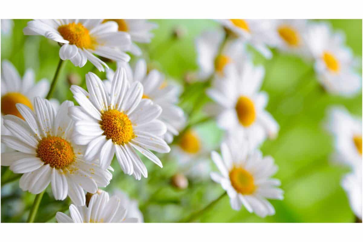 daisy